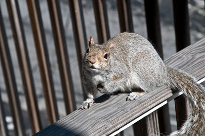 Portrait of gray squirrel on railing against fence