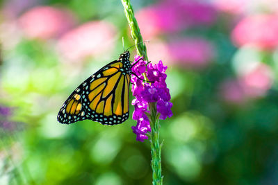 Close-up of butterfly pollinating on purple flower