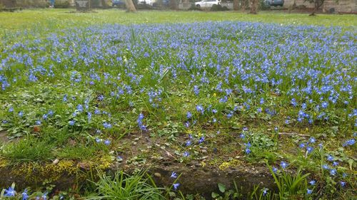 Flowers growing in field