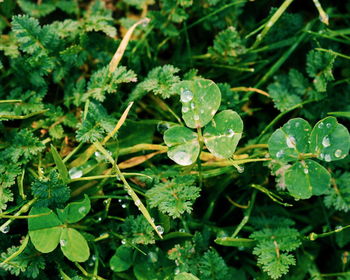 Close-up of water drops on plants