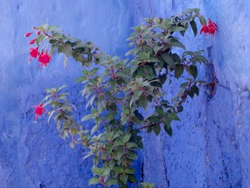 Plants growing on wall