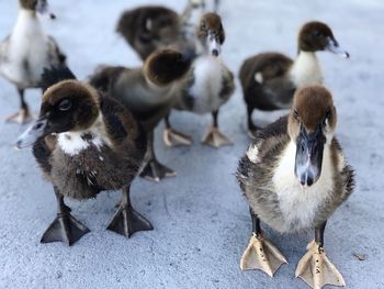 Close-up of birds