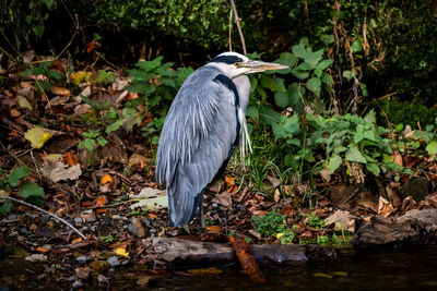 High angle view of gray heron on a forest