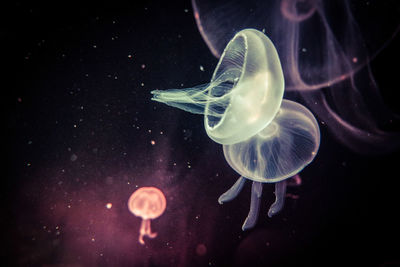 Close-up of jellyfish swimming undersea