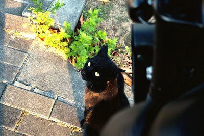 High angle view portrait of black cat