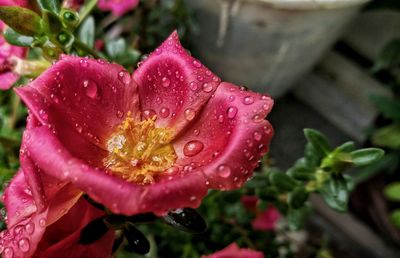 Close-up of raindrops on pink flower