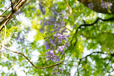 Low angle view of purple flowering plant