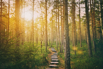 Stepping stones amidst trees in forest