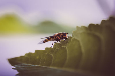 animal wildlife