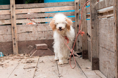 Portrait of dog standing outdoors