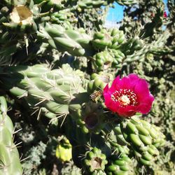 Close-up of pink flowers blooming outdoors