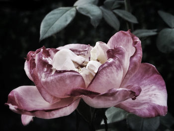 Close-up of pink rose