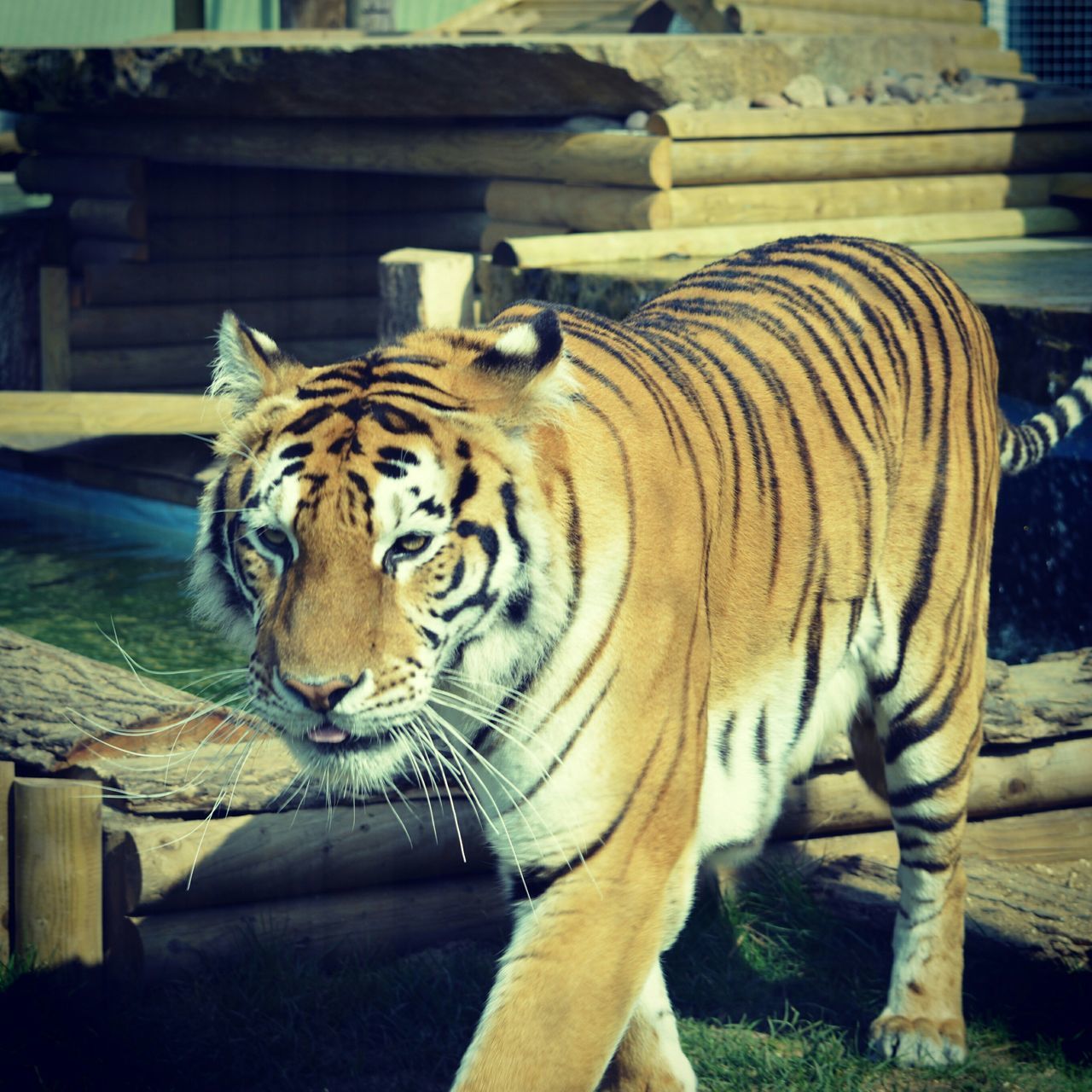 animal themes, mammal, one animal, tiger, zoo, animals in captivity, animal markings, animals in the wild, focus on foreground, wildlife, endangered species, safari animals, animal head, undomesticated cat, close-up, day, no people, outdoors, domestic animals, big cat
