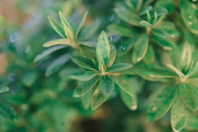 Close-up of plant