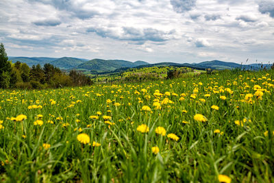 Yellow flowers growing on field