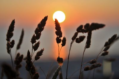 Close-up of silhouette plants against sky during sunset