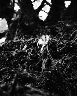 Close-up of lizard on tree trunk