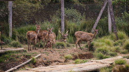 Deer standing in forest against fence
