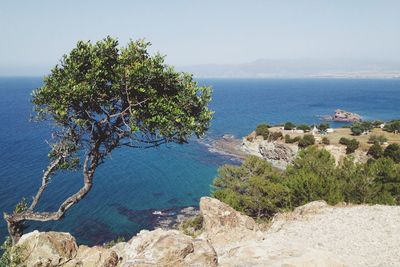 Trees on cliff by sea against sky