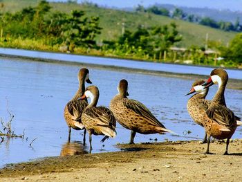 Birds on lakeshore