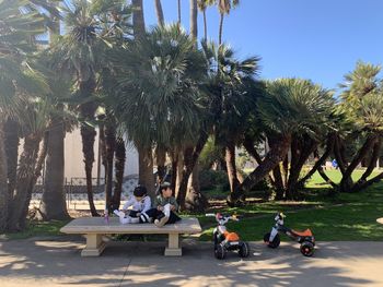 People sitting on palm trees