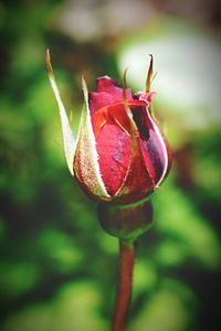 Close-up of red rose bud growing outdoors