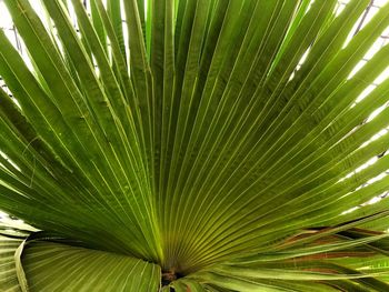 Full frame shot of palm leaves