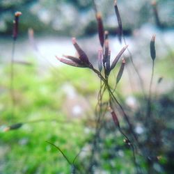 Close-up of plants against blurred background