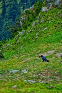 Side view of a bird on field
