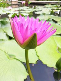 Close-up of lotus water lily in pond