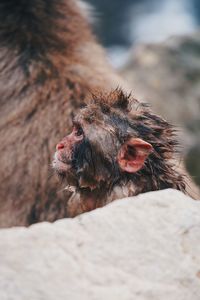 Close-up of a monkey