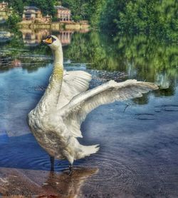 Swan in a lake