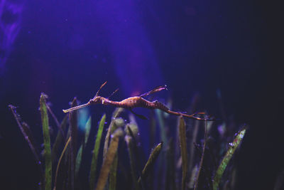 Close-up of sea horse swimming in sea