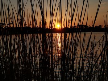 Silhouette plants by lake against sky during sunset