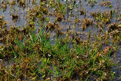 Full frame shot of grass on field by lake