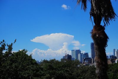 Low angle view of trees and buildings against blue sky