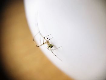 Close-up of spider