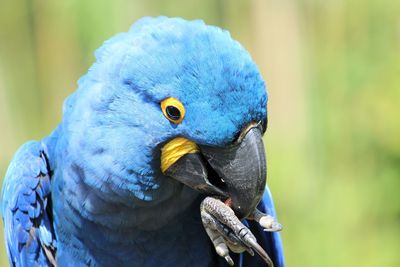 Close-up of blue parrot