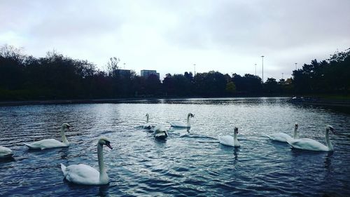 Bird flying over calm lake