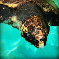 Close-up of turtle swimming in sea