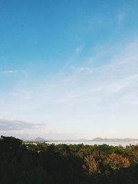 Scenic view of forest against blue sky