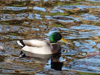 High angle view of duck swimming in lake