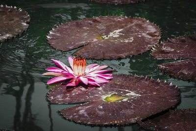 Close-up of pink lotus water lily in lake