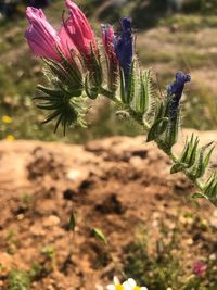 Close-up of purple flowering plants on land