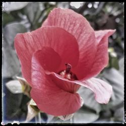 Close-up of honey bee on pink flower