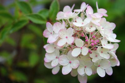 Close-up of pink flowers blooming outdoors