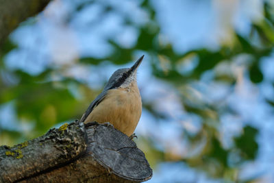 Close-up of bird perching on branch