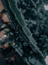 Close-up of raindrops on leaf