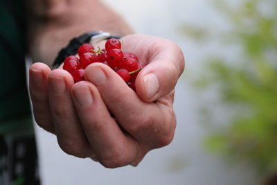 Cropped hand of person holding fruits