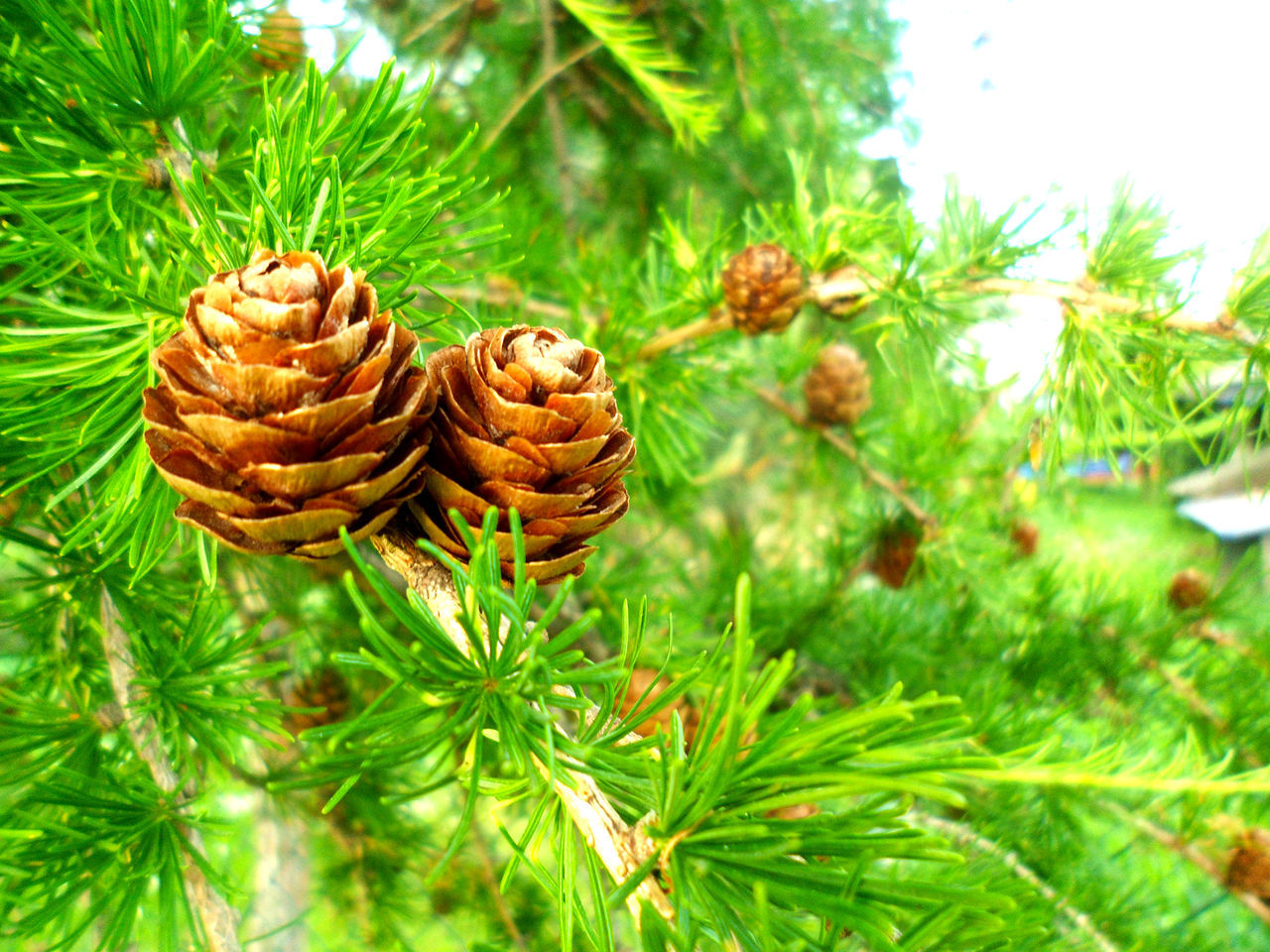 plant, nature, growth, focus on foreground, green color, close-up, no people, tree, day, leaf, beauty in nature, outdoors, freshness, food